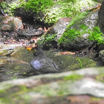 クロツグミ 雲仙あざみ谷 2019年5月10日(金)