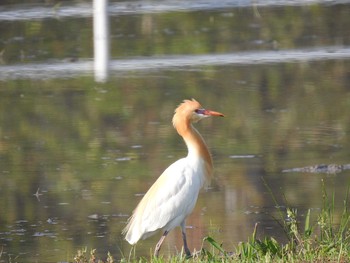 Eastern Cattle Egret 天白川 Sat, 1/13/2024