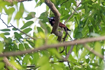 サンコウチョウ 場所が不明 2019年5月12日(日)