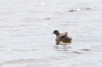 Hoary-headed Grebe Herdsman Lake Sun, 4/28/2019