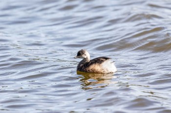 ノドグロカイツブリ Herdsman Lake 2019年4月28日(日)