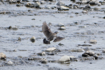 2019年5月12日(日) 多摩川二ヶ領宿河原堰の野鳥観察記録