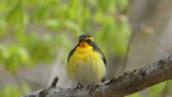 Narcissus Flycatcher ポロト湖(ポロトの森) Sat, 5/11/2019