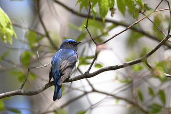 Blue-and-white Flycatcher Nishioka Park Sun, 5/12/2019