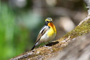 Narcissus Flycatcher Nishioka Park Sun, 5/12/2019