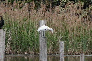 Black-faced Spoonbill Kasai Rinkai Park Sun, 5/12/2019