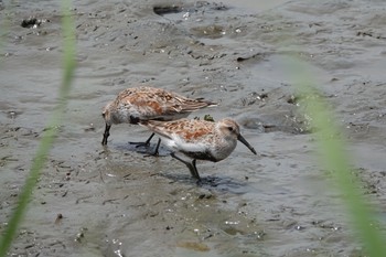 Dunlin Kasai Rinkai Park Sun, 5/12/2019