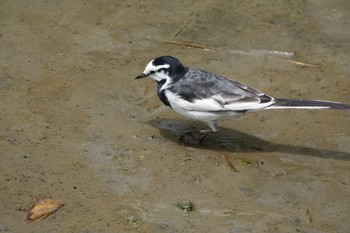 White Wagtail Kasai Rinkai Park Sun, 5/12/2019