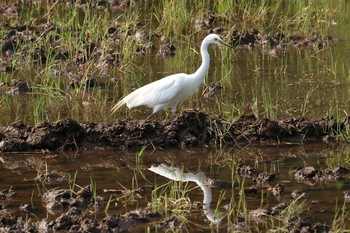 2019年5月11日(土) 舞岡公園の野鳥観察記録