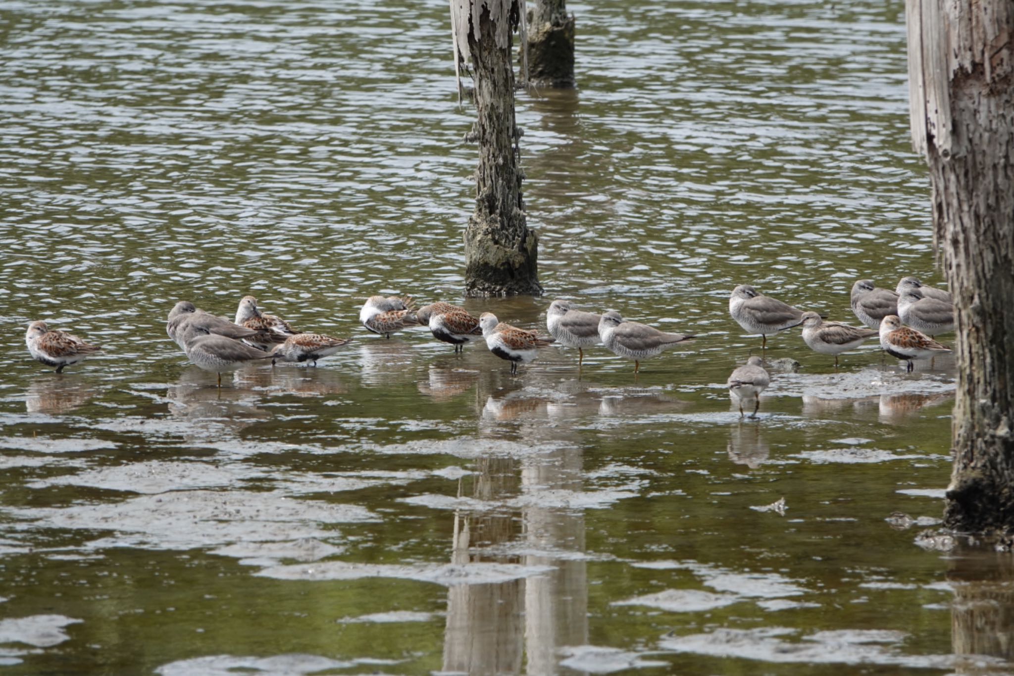 Photo of Terek Sandpiper at Kasai Rinkai Park by ひじり