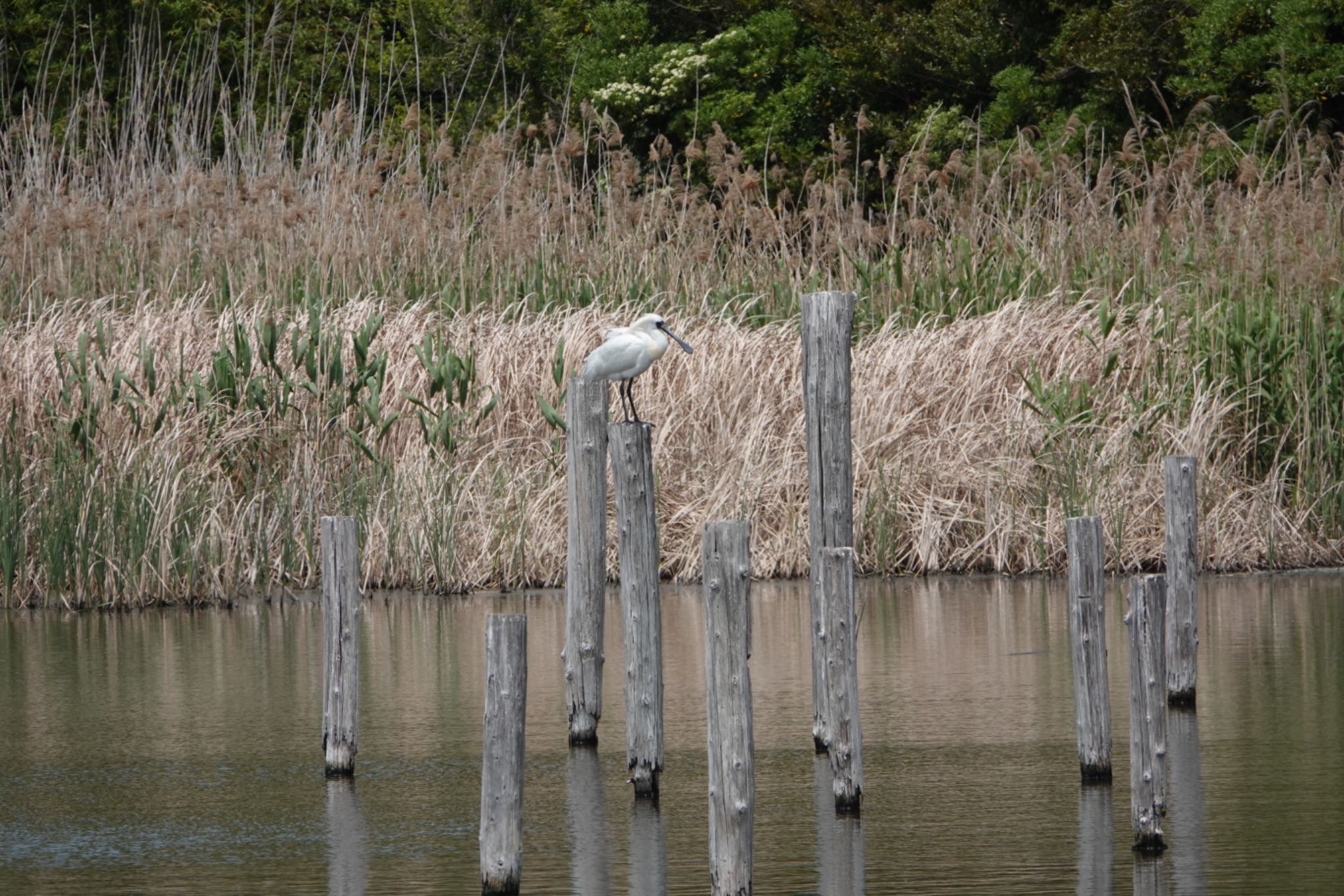 葛西臨海公園 クロツラヘラサギの写真 by ひじり