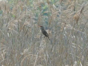 Oriental Reed Warbler 六郷橋緑地 Sat, 5/11/2019