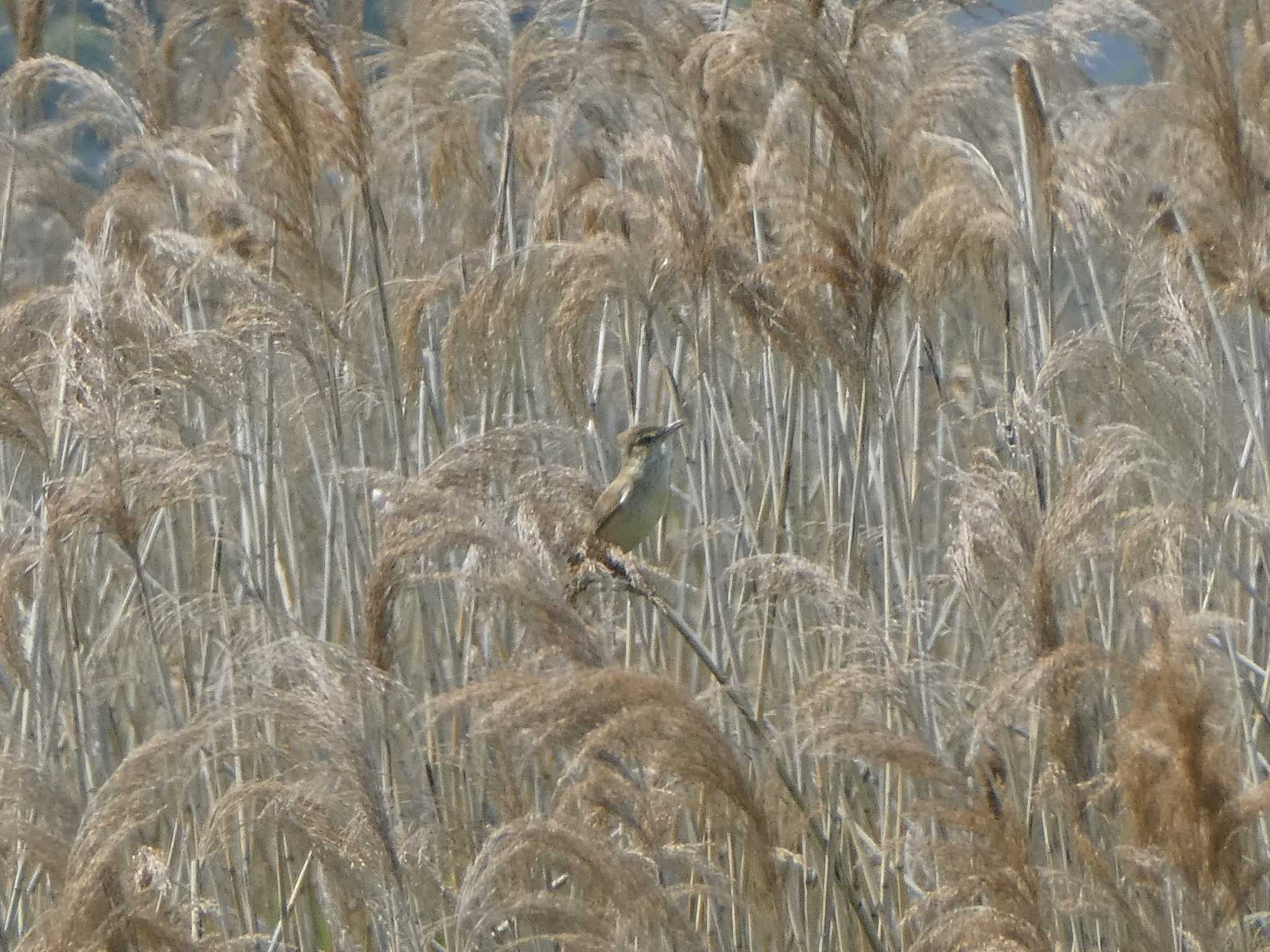 Photo of Oriental Reed Warbler at 六郷橋緑地 by Kozakuraband