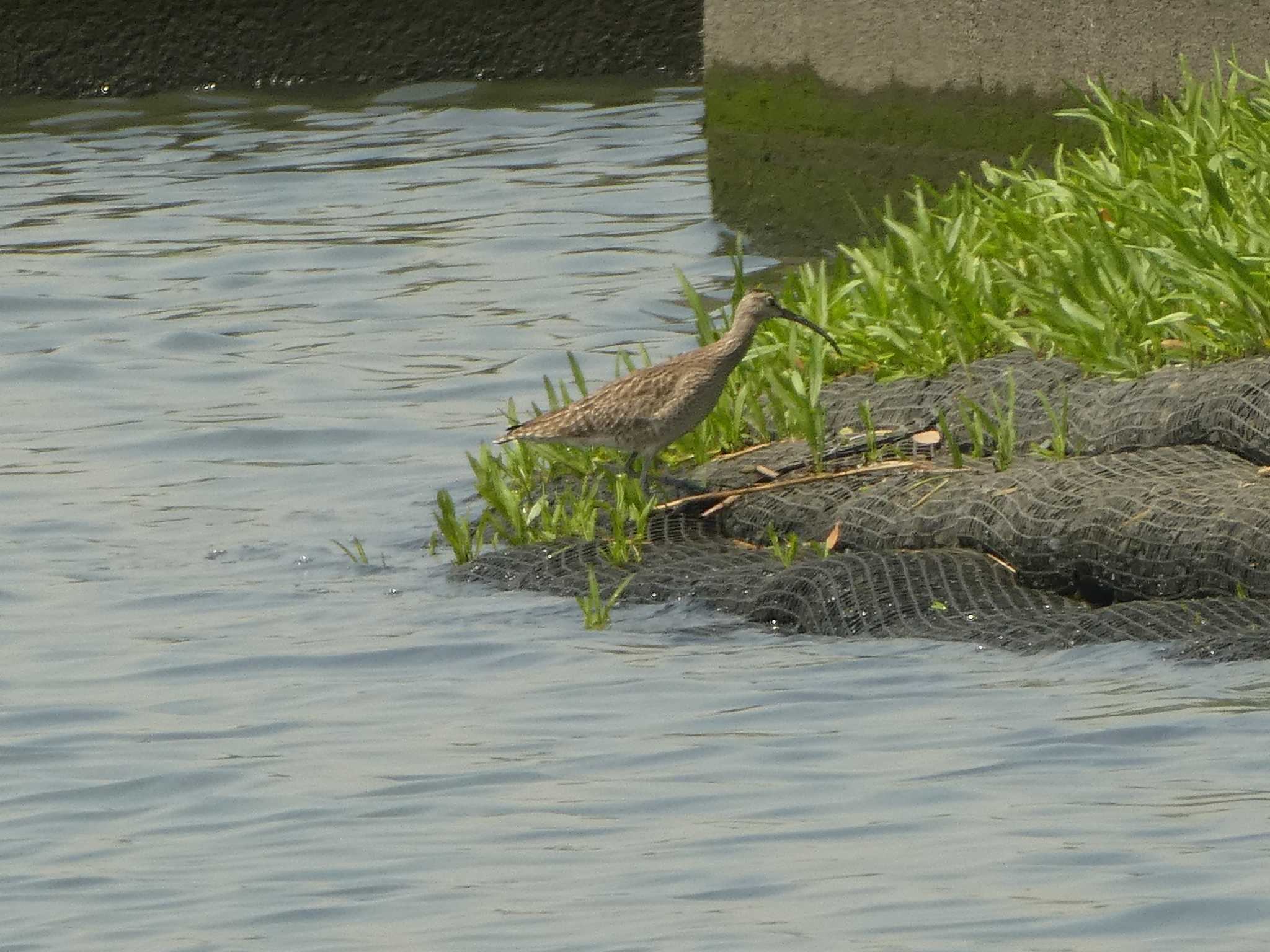 チュウシャクシギ