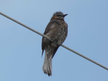 Brown-eared Bulbul(ogawae) Yoron Island Sun, 5/12/2019