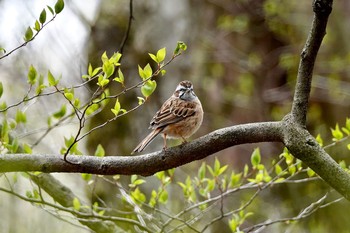 ホオジロ 軽井沢野鳥の森 2019年5月7日(火)