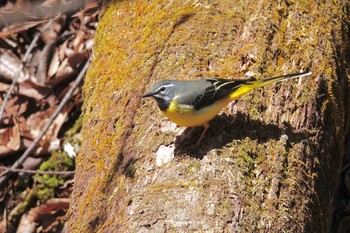 キセキレイ 軽井沢野鳥の森 2019年5月7日(火)