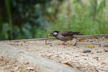 White-cheeked Starling Kasai Rinkai Park Sun, 5/12/2019