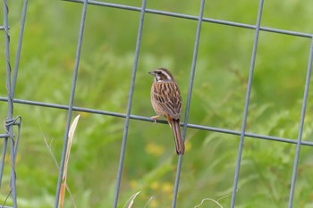 2019年5月12日(日) 三重県上野森林公園の野鳥観察記録