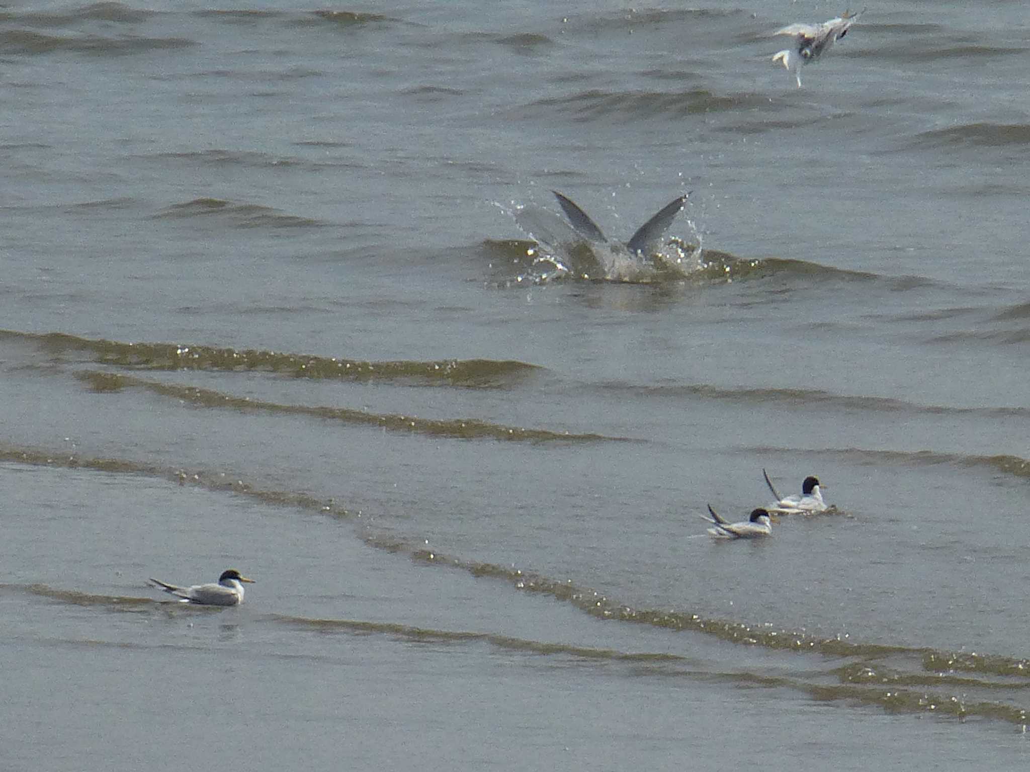 Photo of Little Tern at 甲子園浜(兵庫県西宮市) by マル