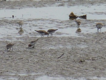 Red-necked Stint 甲子園浜(兵庫県西宮市) Fri, 5/10/2019