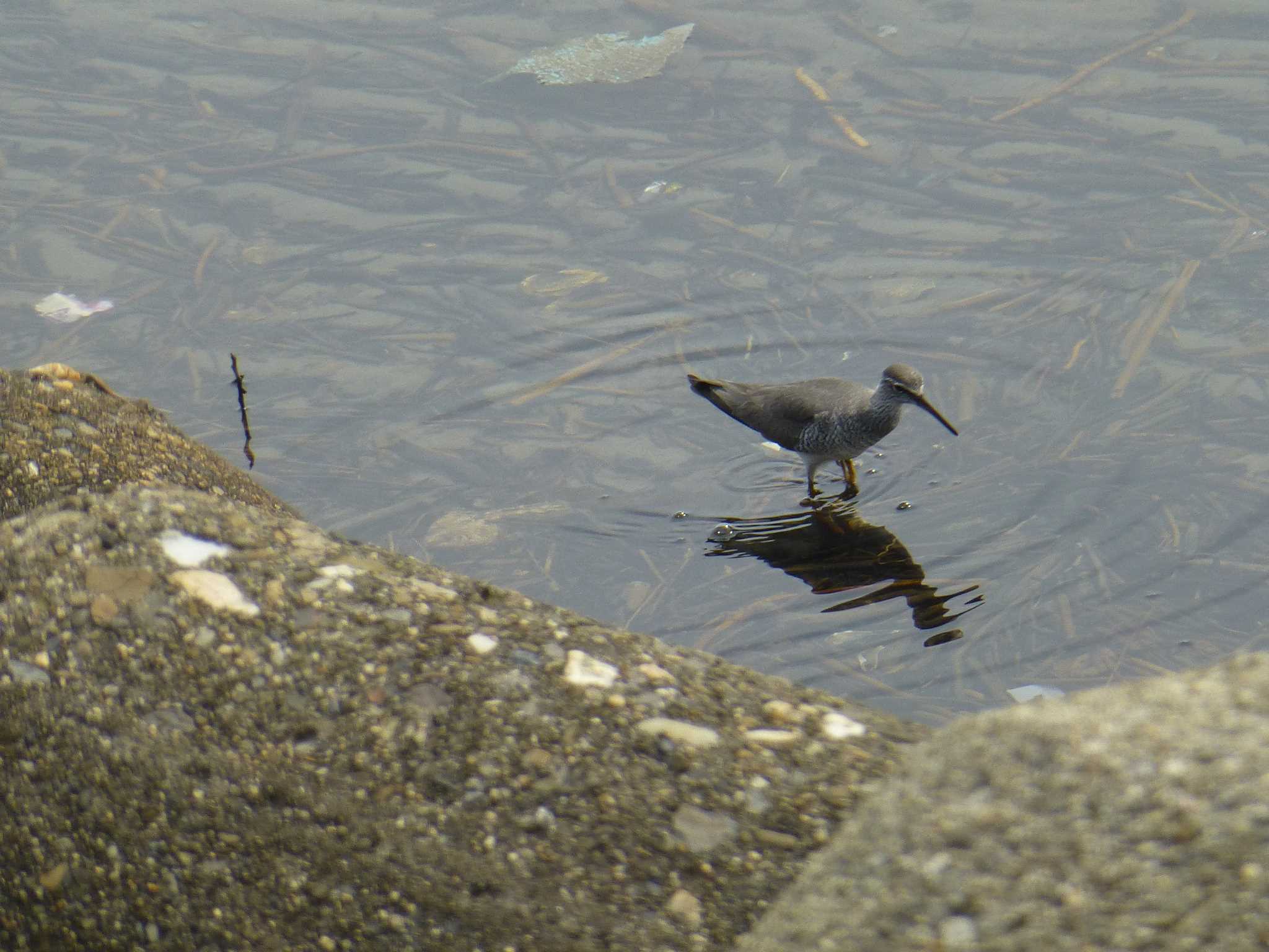 Grey-tailed Tattler