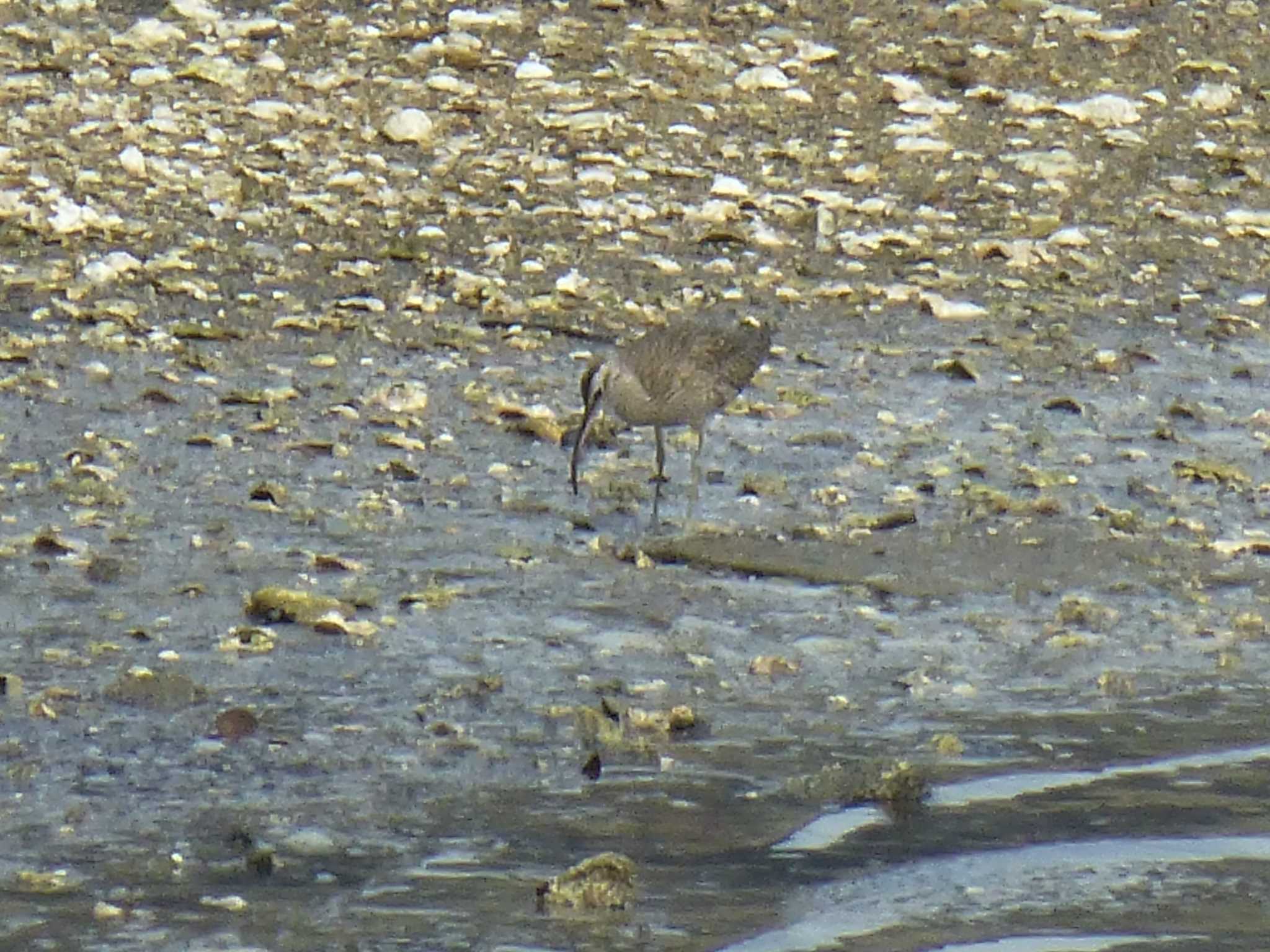 Photo of Eurasian Whimbrel at 甲子園浜(兵庫県西宮市) by マル