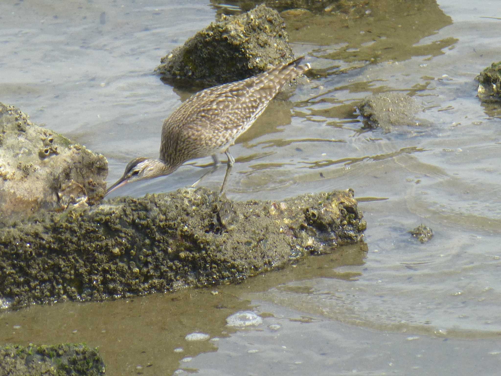 Eurasian Whimbrel