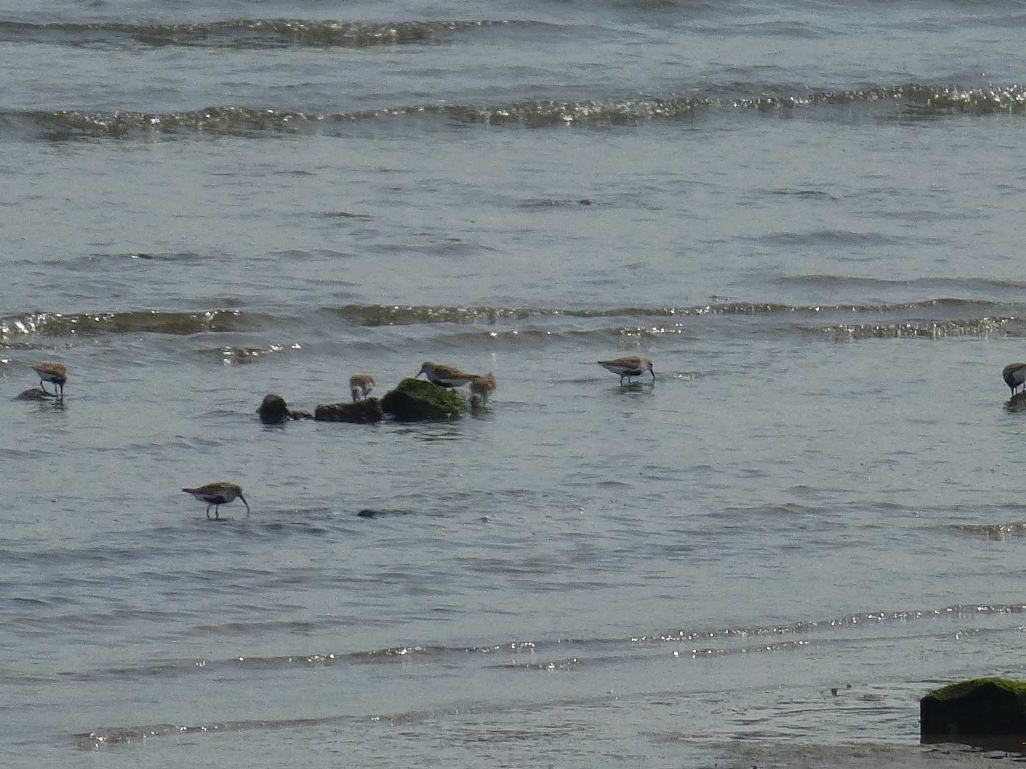 Dunlin