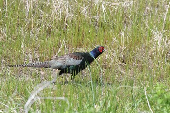 2019年5月12日(日) 多摩川の野鳥観察記録