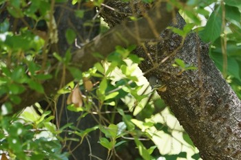 2019年5月8日(水) 昆陽池の野鳥観察記録