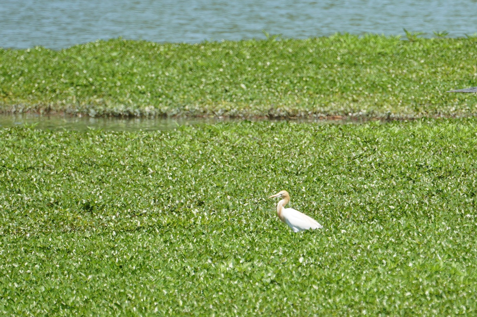 昆陽池 アマサギの写真 by マル