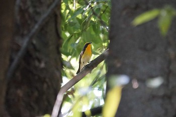 Narcissus Flycatcher 猪名川公園 Sun, 5/12/2019