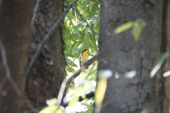 Narcissus Flycatcher 猪名川公園 Sun, 5/12/2019