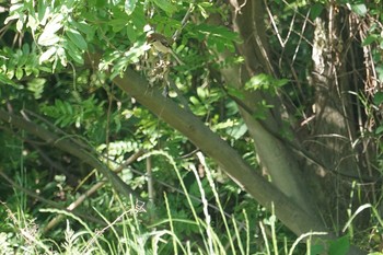 Sun, 5/12/2019 Birding report at 猪名川公園