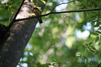 Narcissus Flycatcher 猪名川公園 Sun, 5/12/2019