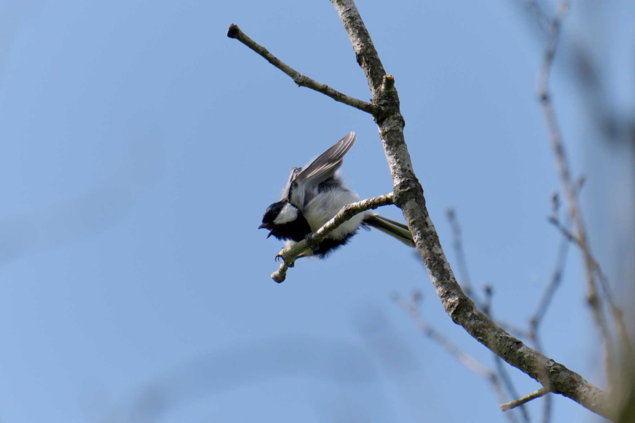 シジュウカラ