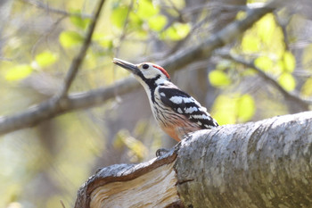 White-backed Woodpecker Nishioka Park Sun, 5/12/2019