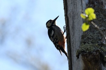 White-backed Woodpecker Nishioka Park Sun, 5/12/2019