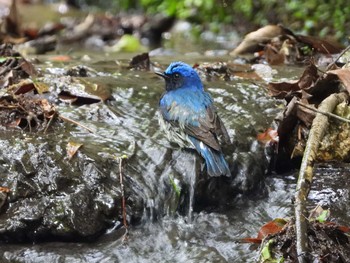 オオルリ 海上の森 2019年5月12日(日)