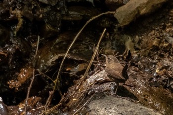 Eurasian Wren 泉ヶ岳 Sun, 5/12/2019