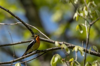 Narcissus Flycatcher 泉ヶ岳 Sun, 5/12/2019