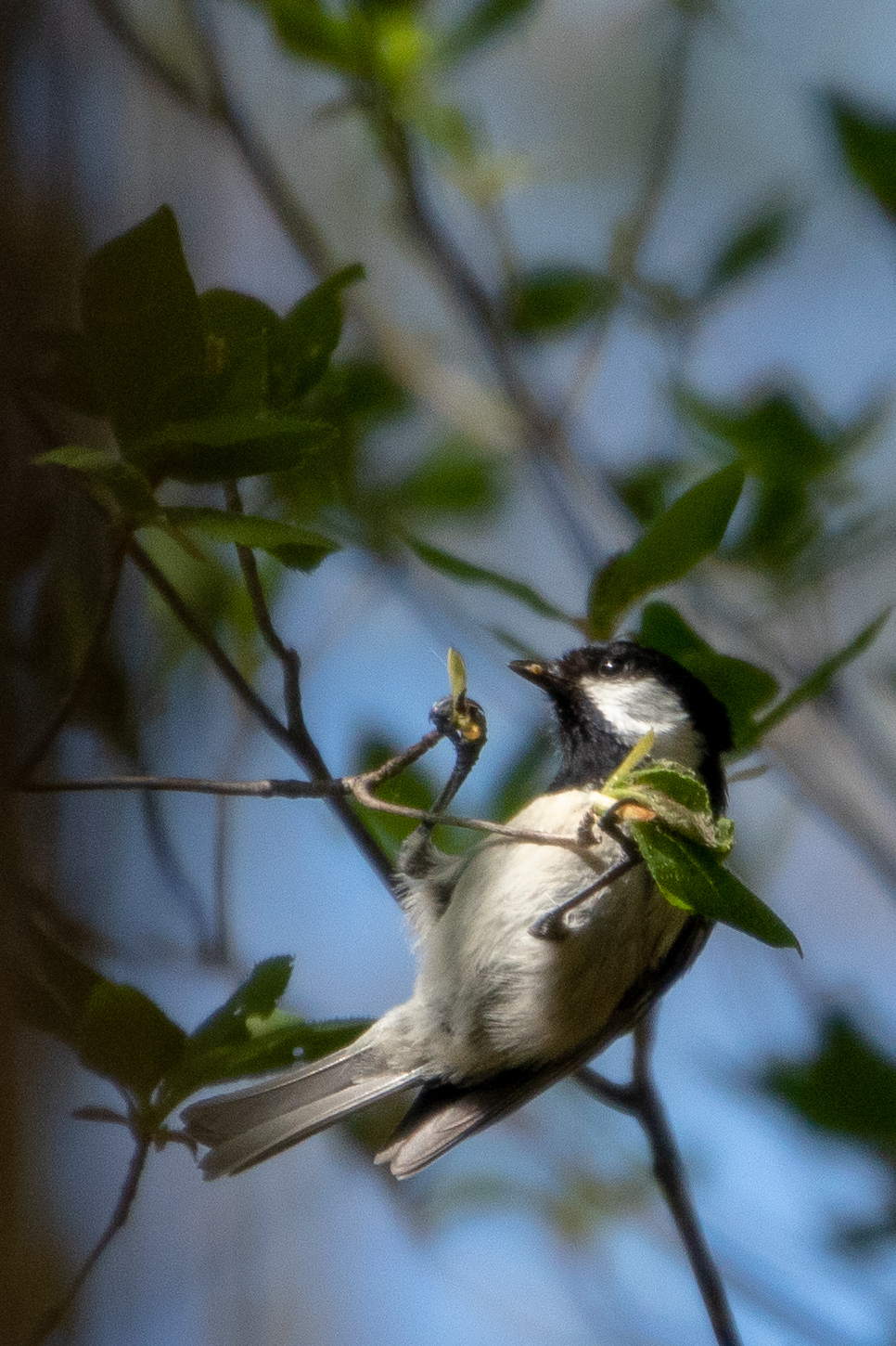 Photo of Coal Tit at 泉ヶ岳 by かつきち