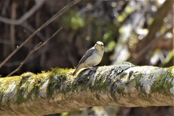 Narcissus Flycatcher Yanagisawa Pass Fri, 5/10/2019