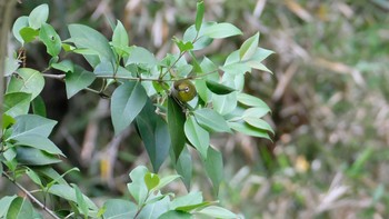 Warbling White-eye 久良岐公園 Sun, 5/12/2019