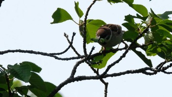 Eurasian Tree Sparrow 久良岐公園 Sun, 5/12/2019