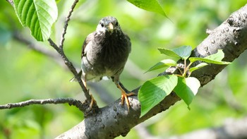 White-cheeked Starling 久良岐公園 Sun, 5/12/2019