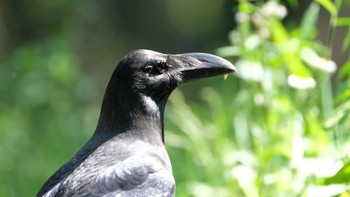 Large-billed Crow 久良岐公園 Sun, 5/12/2019