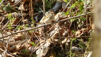 Sakhalin Leaf Warbler 千歳川(烏柵舞橋〜第四発電所付近) Sun, 5/12/2019