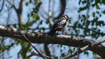 Great Spotted Woodpecker(japonicus) 千歳川(烏柵舞橋〜第四発電所付近) Sun, 5/12/2019
